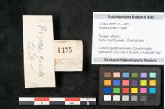 Foto (Objekt + Etikett) von Royena graeca Unger (NHMW-GEO-2024-0188-8175)
